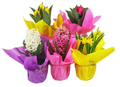 The Floral Shoppe Bulb Plants - Crocus, 1 each