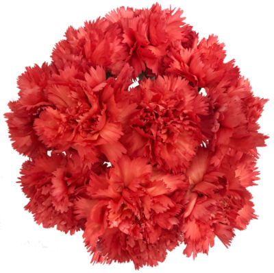 The Floral Shoppe Carnations, 1 each