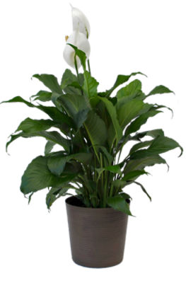 The Floral Shoppe Tropical Floor Plant, 1 each