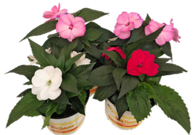 Naturally Beautiful Plant Products Potted Annual, 1 each