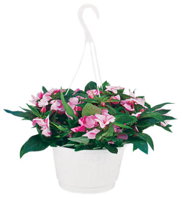 The Floral Shoppe 10'' Hanging Basket of Premium Flowers , 1 each
