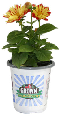 The Floral Shoppe Premium Annuals, 4.5'' Pot, 1 each
