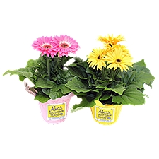The Floral Shoppe Gerbera Daisy Plant, 1 each