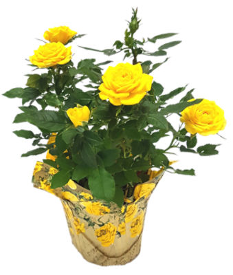 The Floral Shoppe Mini Rose Plant, 1 each