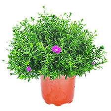 The Floral Shoppe Hardy Aster Plant, 1 each