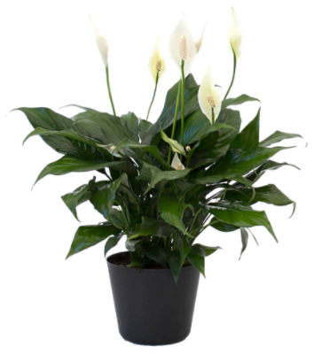 The Floral Shoppe Spathiphyllum Plant, 1 each - ShopRite