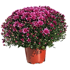 The Floral Shoppe Hardy Mums, 1 Each