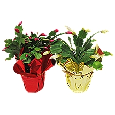 The Floral Shoppe Zygo Cactus Plant, 1 each