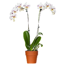 The Floral Shoppe Phalaenopsis in Clay Pot, 1 Each