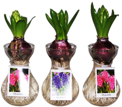 The Floral Shoppe Hyacinth in Glass Vase, 1 each