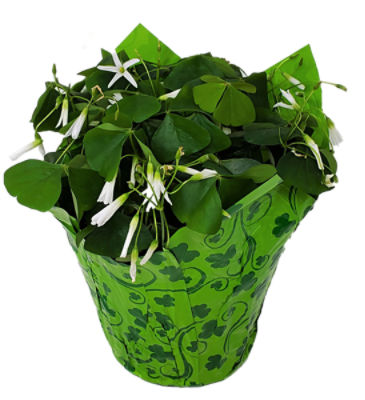 Aldershot Greenhouses LTD Tricolor Shamrock