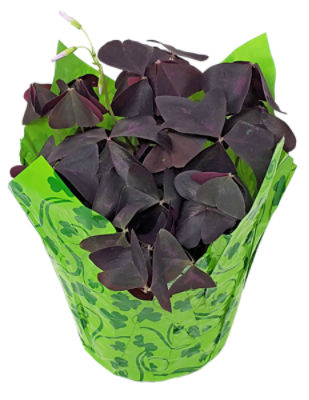 Aldershot Greenhouses LTD Red Oxalis