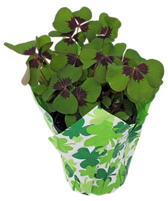 Aldershot Greenhouses LTD Iron Cross Shamrock Oxalis Plant