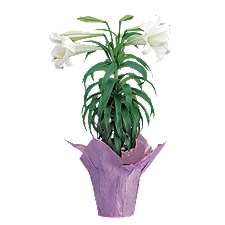The Floral Shoppe Easter Lily Plant, 1 each