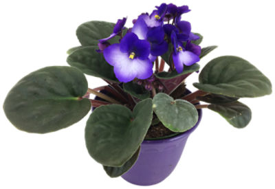 The Floral Shoppe African Violet Plant In Deco Pot, 1 Each