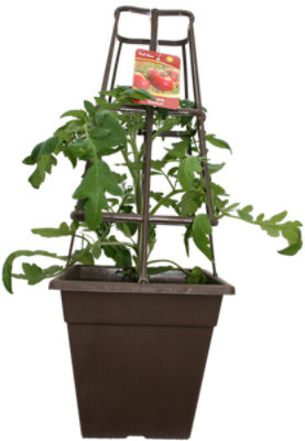 The Floral Shoppe Caged Tomato Plant, 1 each
