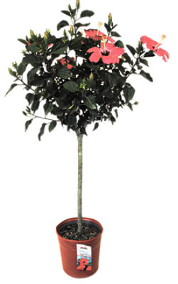 The Floral Shoppe Hibiscus Tree, 1 each