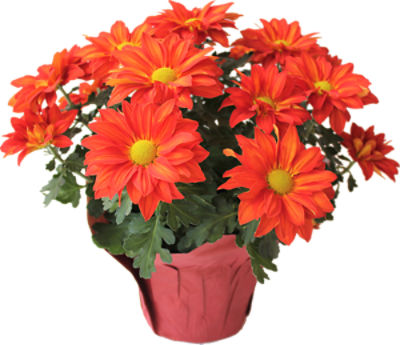 The Floral Shoppe Pelee Mum Plant, 1 each