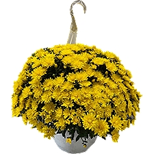 The Floral Shoppe Mum Hanging Basket, 1 each