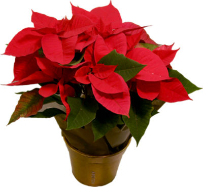 The Floral Shoppe Red Poinsettia, 6 in., 1 each