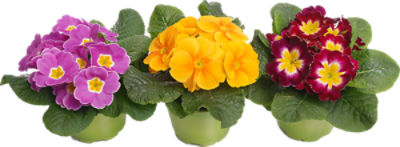 The Floral Shoppe Primrose Plant, 1 each