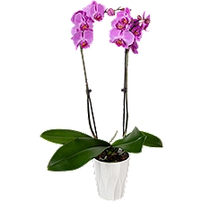 The Floral Shoppe Phalaenopsis Orchid in Ceramic Pot, 1 each