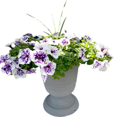 The Floral Shoppe 12" Annual Patio Planter, 1 each
