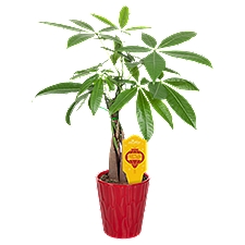 The Floral Shoppe  Money Tree in Ceramic Pot, 1 each