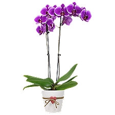 The Floral Shoppe Phalaenopsis Orchid in Deco Ceramic Pot, 1 each