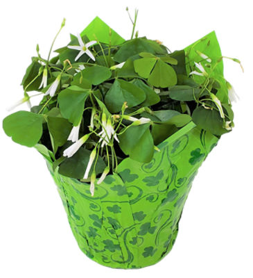 The Floral Shoppe 6-in. Potted Oxalis Plant, 1 each