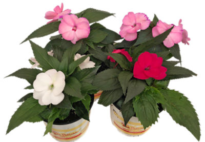 The Floral Shoppe Sunpatiens, 1 each
