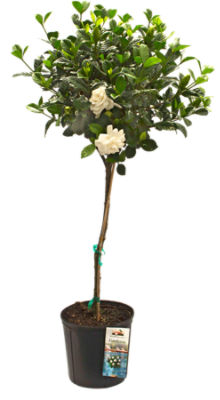The Floral Shoppe Gardenia Tree