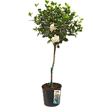 The Floral Shoppe Gardenia Tree