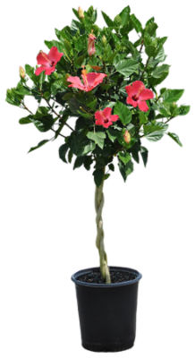 The Floral Shoppe Braided Hibiscus 10" Hibiscus Plants - Assorted Brands, 1 each