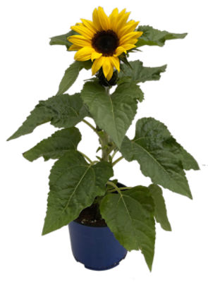 The Floral Shoppe Sunflower Plant, 1 each