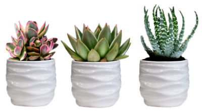 The Floral Shoppe Mini Succulent Plant, each