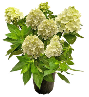 The Floral Shoppe Hardy Hydrangea Plant, 1 each