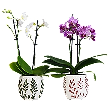 The Floral Shoppe Mini Orchid in Leaf Pot, 1 each