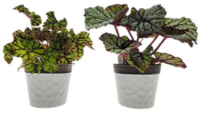 The Floral Shoppe Rex Begonia In Ceramic Pot, 1 each ShopRite