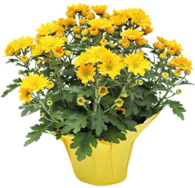 The Floral Shoppe Mum Plant, 1 each