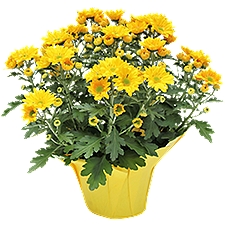 The Floral Shoppe Mum Plant, 1 each
