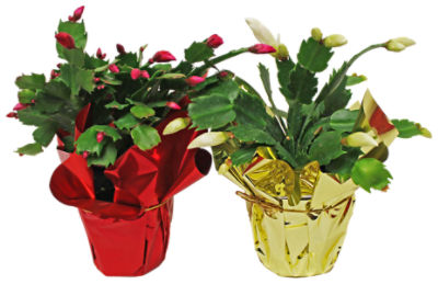 The Floral Shoppe Zygo Cactus Plant, 1 each