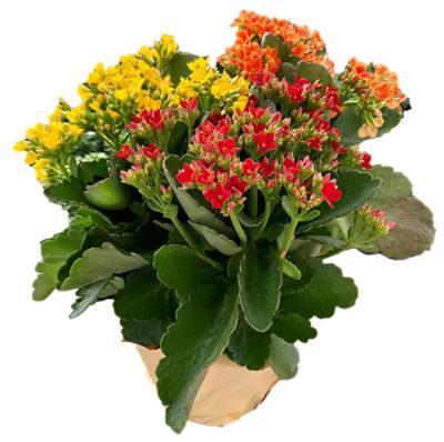 The Floral Shoppe Tri Color Kalanchoe Plant, 1 each