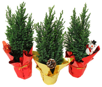 The Floral Shoppe Mini Elwoodi Cypress Tree, 1 each