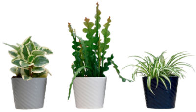 The Floral Shoppe Premium Green Plants, each