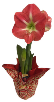 The Floral Shoppe Amaryllis Plant, 1 each