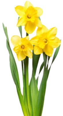 The Floral Shoppe Fresh Cut Daffodils