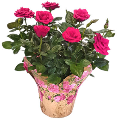 The Floral Shoppe Mini Rose Plant, 1 each ShopRite