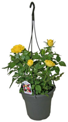 The Floral Shoppe Rose Hanging Basket, 1 each