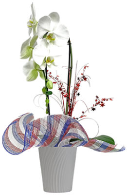 The Floral Shoppe White Waterfall Orchid in Ceramic Pot, 1 each